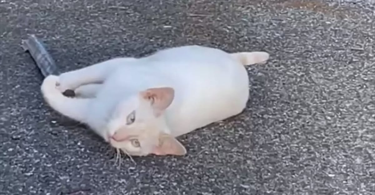 This wild, blind and deaf cat refuses to be rescued and prefers to live
