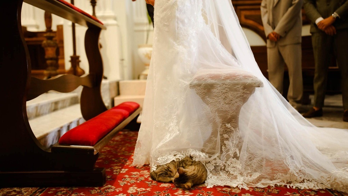 Illustration : "Le jour de son mariage, un chat fait une entrée remarquée à l'église et ravive le souvenir de son père qui adorait les félins"