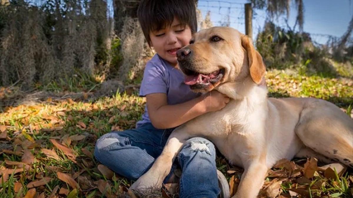 Illustration : "Un Labrador Retriever aide un enfant aveugle à surmonter son handicap et à aimer la vie"