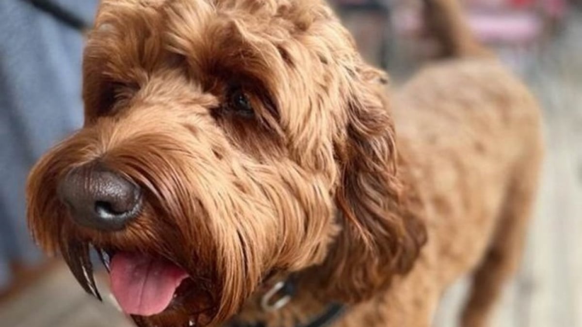 Illustration : "Un chien frôle la mort après s’être régalé en léchant la brosse de nettoyage du barbecue : les vétérinaires appellent à la vigilance "