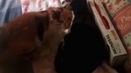 Illustration : Une chatte envahissante s’octroie le droit de s’approprier les petits de sa fille en les déplaçant un à un sur le lit (vidéo)