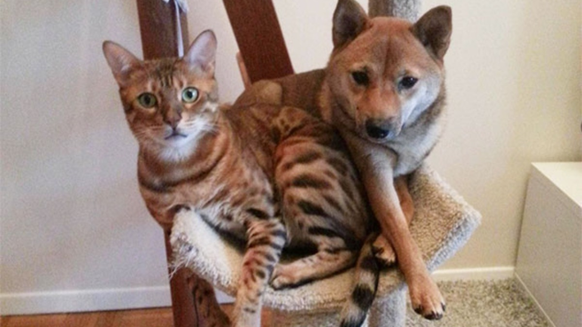 Illustration : "20 photos désopilantes de chiens qui sont persuadés d'être des chats"