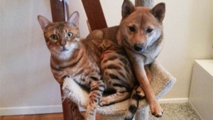 Illustration : 20 photos désopilantes de chiens qui sont persuadés d'être des chats