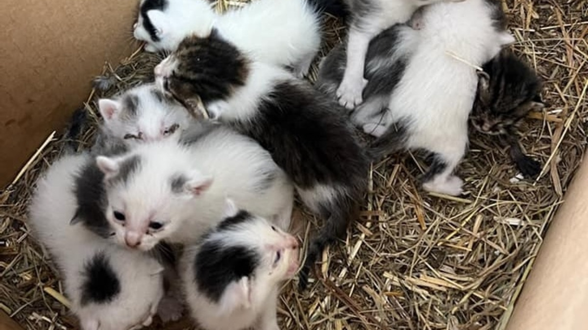 Illustration : "Un carton rempli de chatons découvert sur le bord d'une route, une association intervient et lance un appel à la solidarité"