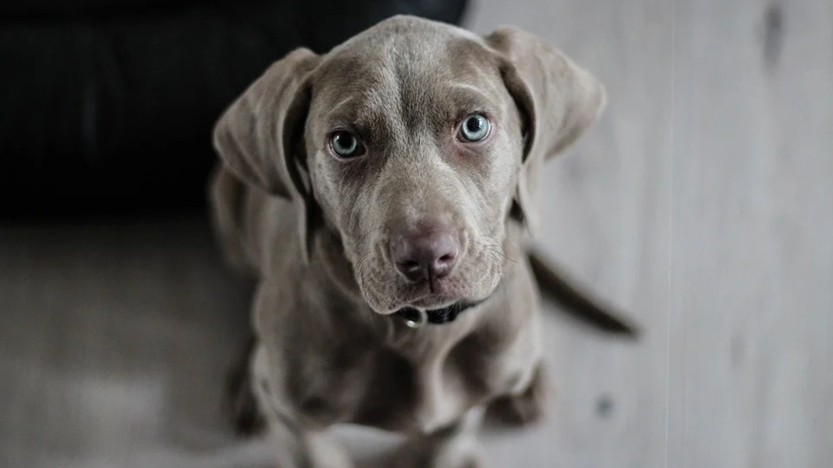 Illustration : "Vous adoptez un chiot ? Accueillez-le comme il se doit avec cette sélection de produits indispensables préparée par Ooba Ooba"