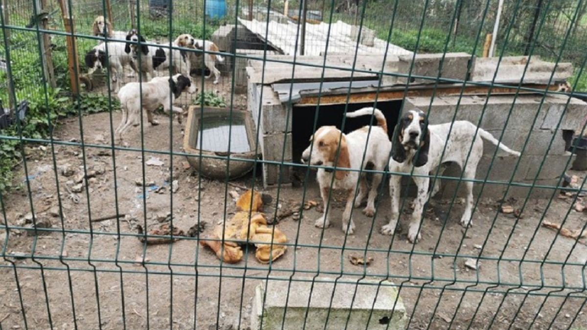 Illustration : "Un chasseur du Tarn accusé de maltraitance envers ses chiens : l’audience au tribunal reportée pour la 2e fois "