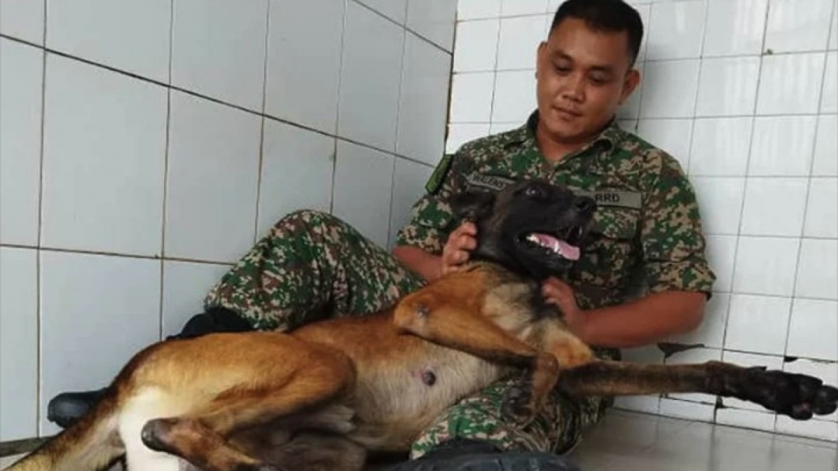 Illustration : "Un Berger Belge Malinois agressif de l’armée change littéralement d’attitude en rencontrant son maître-chien adoré"