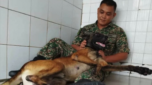Illustration : "Un Berger Belge Malinois agressif de l’armée change littéralement d’attitude en rencontrant son maître-chien adoré"