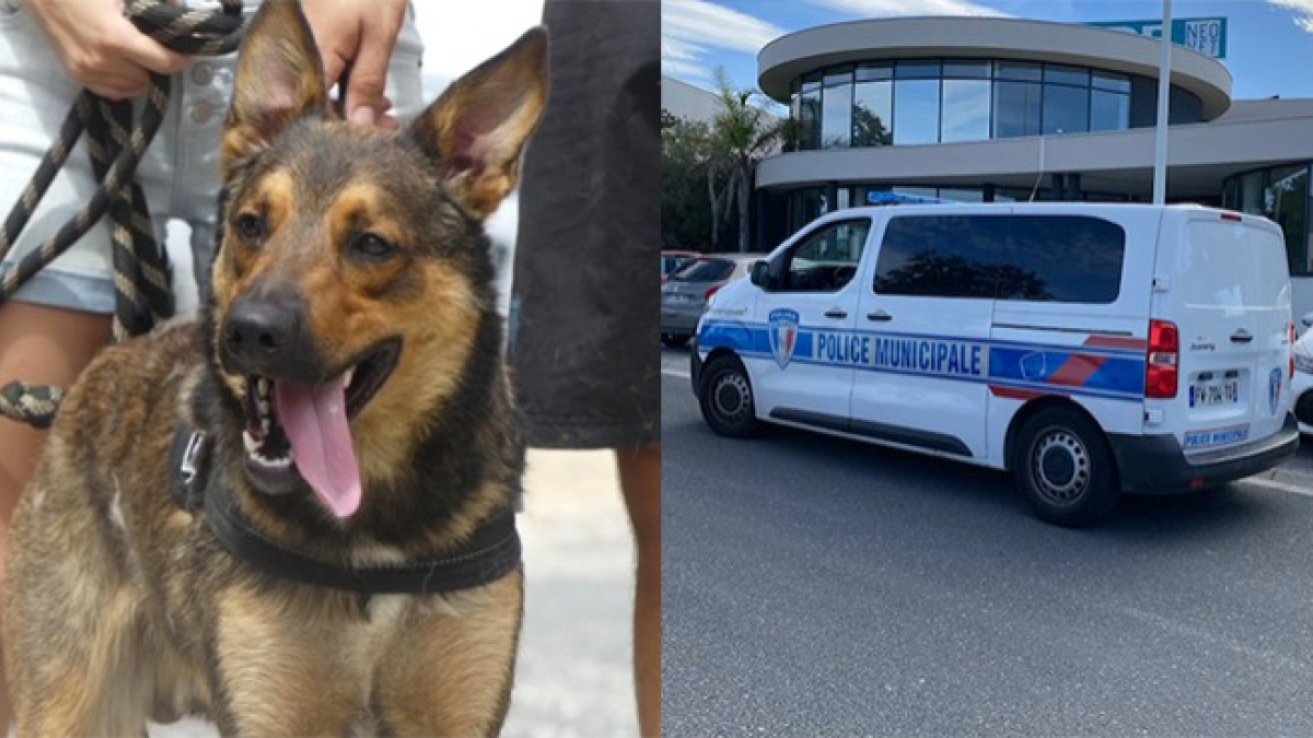 Illustration : "2 chiens de refuge escortés par la police municipale de Perpignan pour donner leur sang à une congénère en danger de mort"