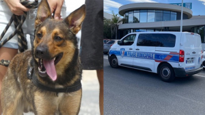 Illustration : 2 chiens de refuge escortés par la police municipale de Perpignan pour donner leur sang à une congénère en danger de mort