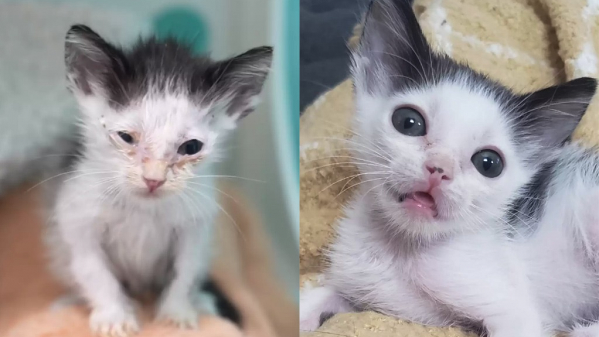 Illustration : "La belle transformation de ce chaton sur le point de mourir de faim en un petit être plein de vie (vidéo)"