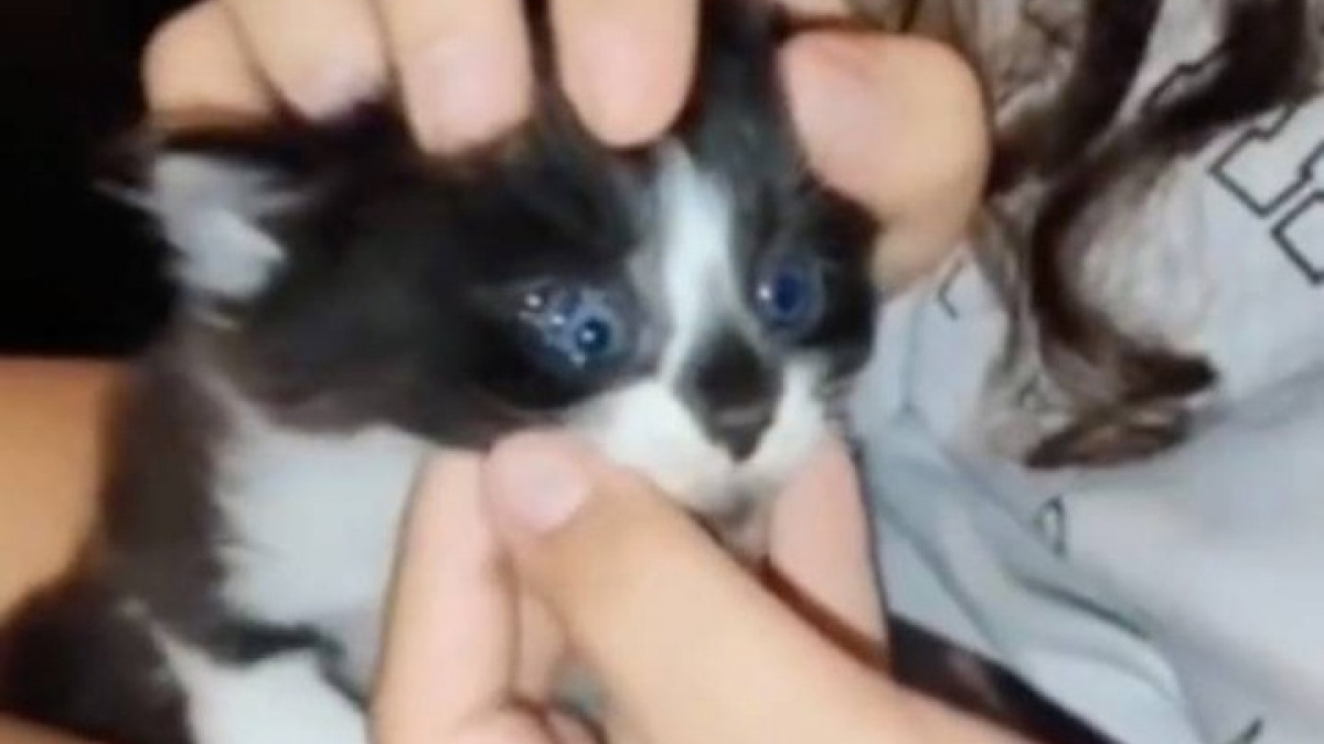 Illustration : "Ce chaton est né avec 3 globes oculaires, une malformation rare (vidéo)"