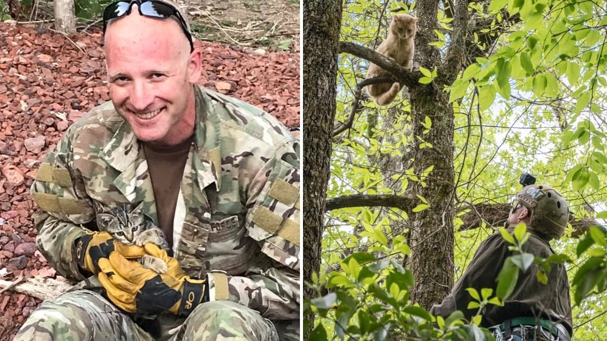 Illustration : "Un colonel à la retraite se reconvertit en sauveur de chats coincés dans les arbres"