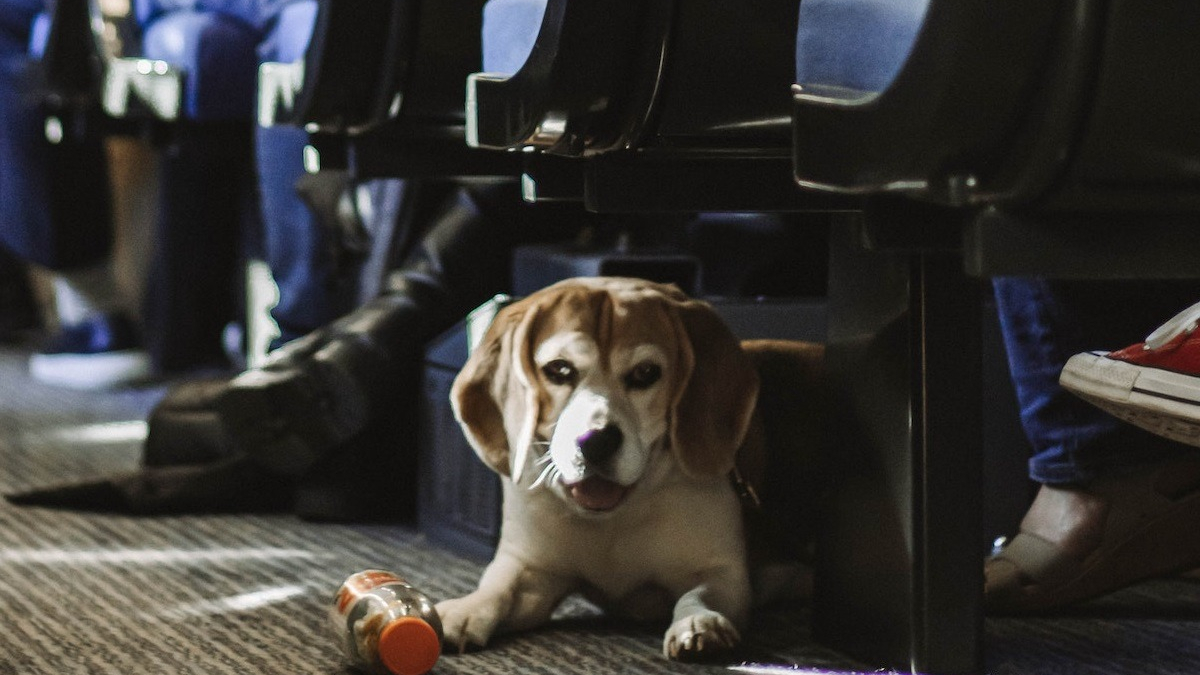 Illustration : "Chiens à bord des trains : la compagnie ferroviaire nationale espagnole lance une vaste période d’essai"