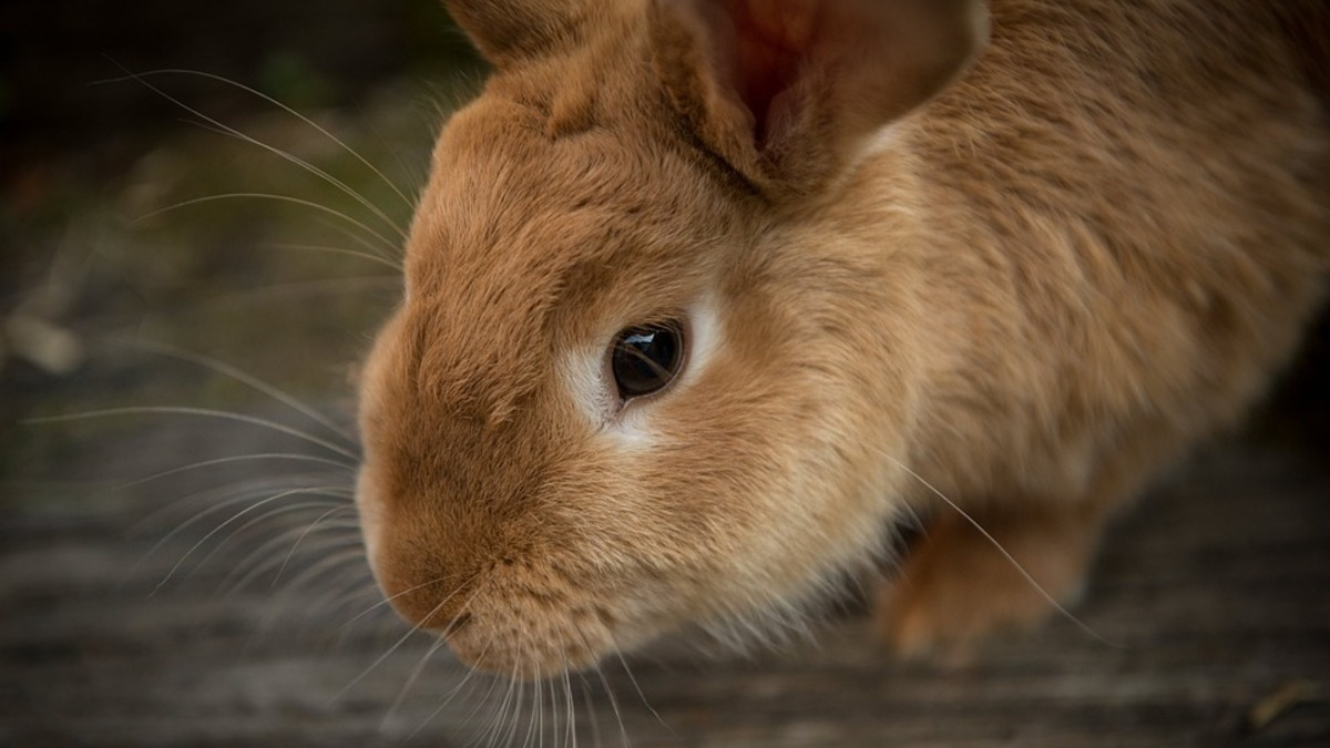 Illustration : "Adoption, santé, reproduction, habitat… Tout savoir pour prendre soin d'un lapin dans le 4e épisode de 