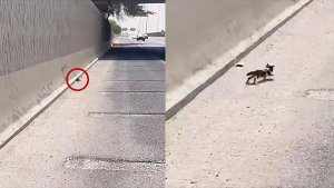 Illustration : "Une femme se trompe de chemin, mais se retrouve finalement au bon endroit au bon moment pour sauver un chaton égaré sur l’autoroute"