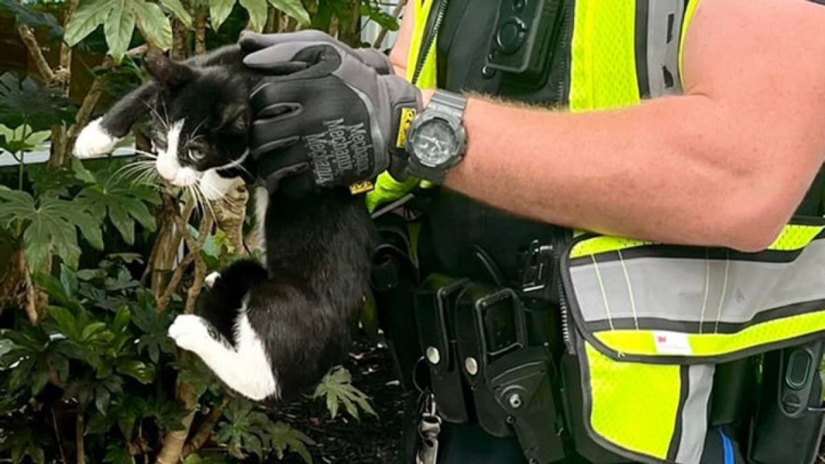 Illustration : "Un officier de police sauve un chat errant sur un pont dangereux et lui donne un doux prénom de circonstance"