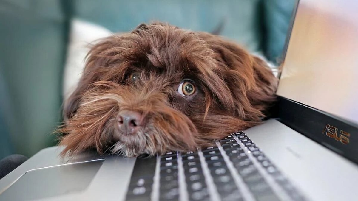 Illustration : "PetSafe donne 6 conseils pour bien accueillir son chien au bureau"