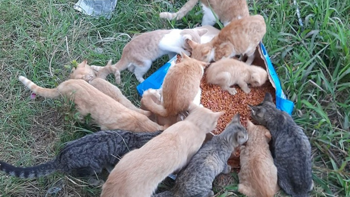 Illustration : "17 chats secourus après avoir été abandonnés dans un camp de voyageurs après le départ des résidents"