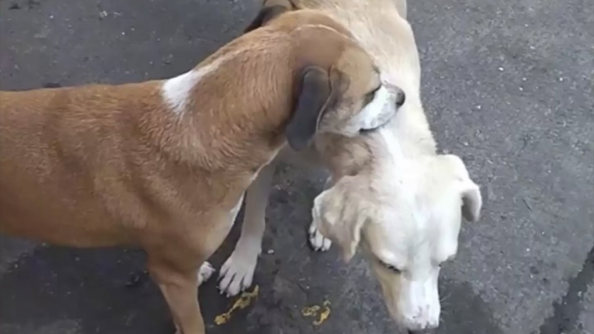 Illustration : "La vidéo attendrissante d’un chien qui aide son congénère à 3 pattes dans l’incapacité de se gratter le dos"