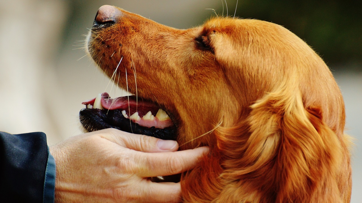 Illustration : "6 accessoires incontournables pour faciliter le quotidien de tout propriétaire de chien ou chat"