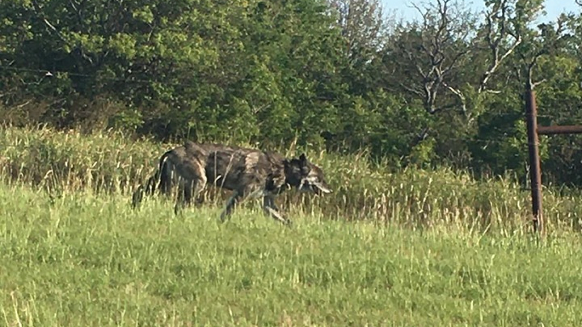 Illustration : "Un loup observé à proximité d’une garderie : les policiers interviennent et rencontrent tout autre chose"