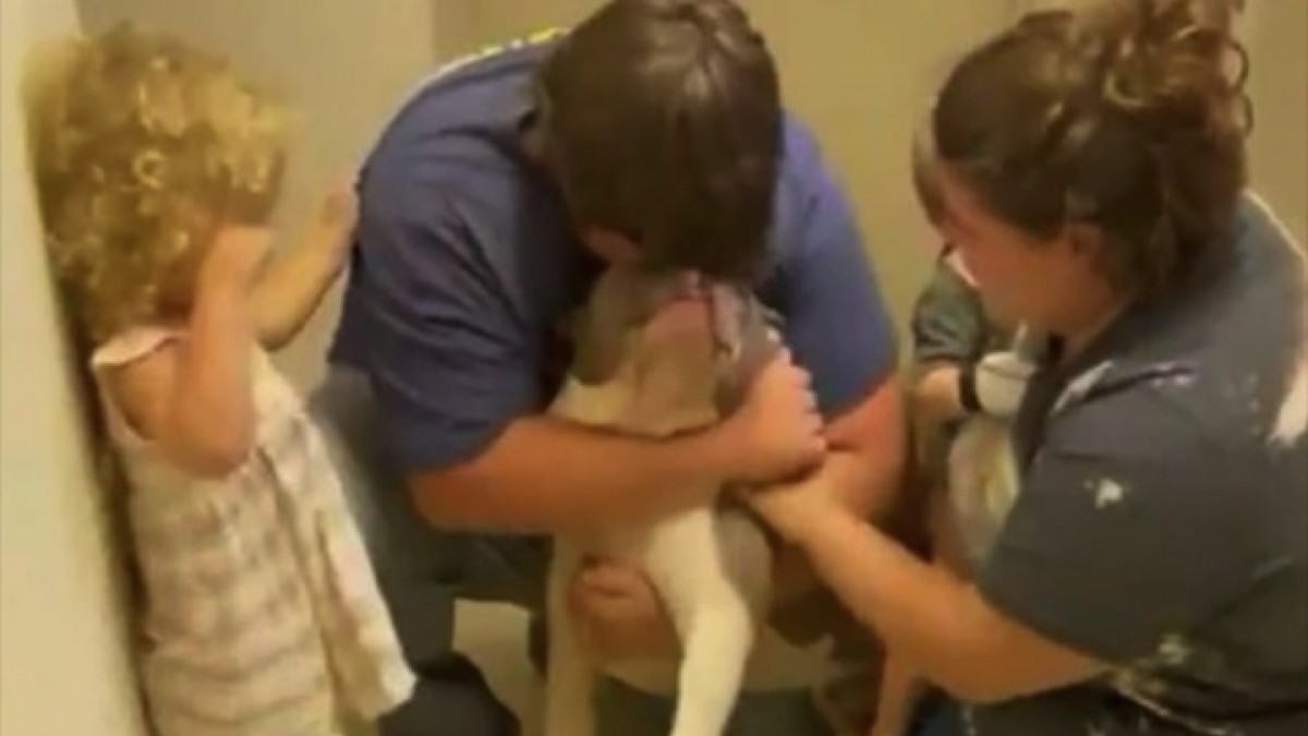 Illustration : "La vidéo émouvante des retrouvailles entre un chien perdu depuis 10 mois et sa famille"