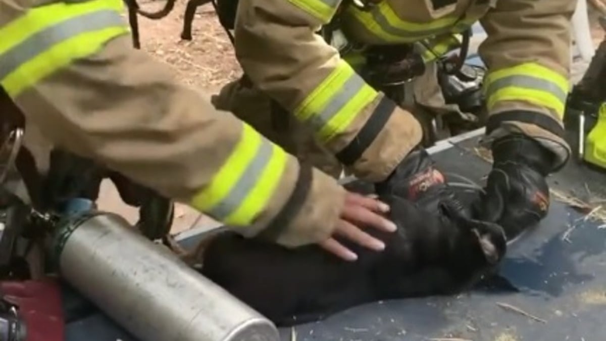 Illustration : "Les pompiers évacuent et réaniment un chien et un chat prisonniers des flammes dans l'incendie de leur maison (vidéo)"