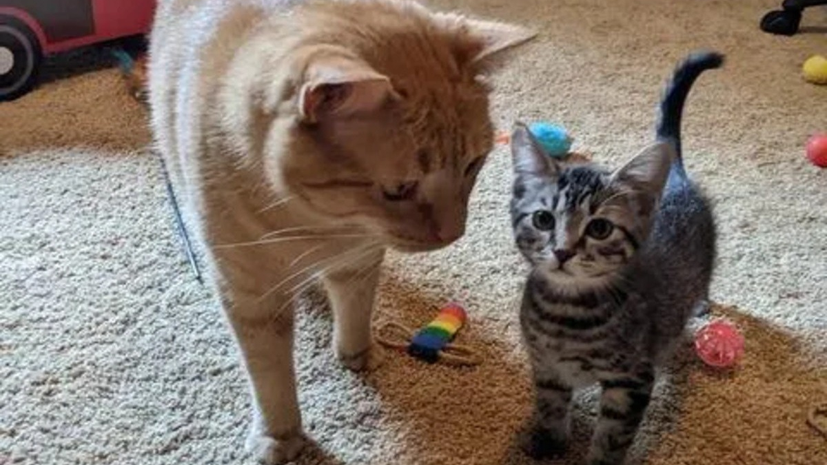 Illustration : "Jasper, le chat secouru qui vient en aide à ses semblables, a encore 