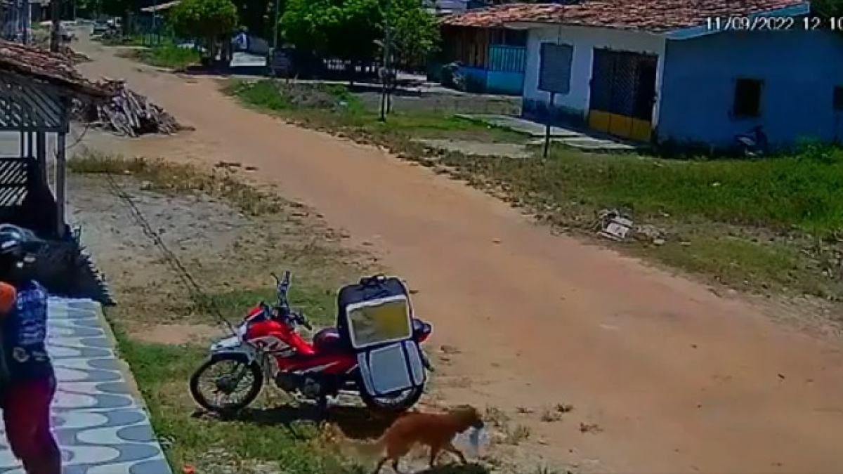 Illustration : "La vidéo hilarante d’un chien gourmand qui n’a pas laissé passer l’opportunité que lui a offerte un livreur en faisant tomber un plat savoureux"