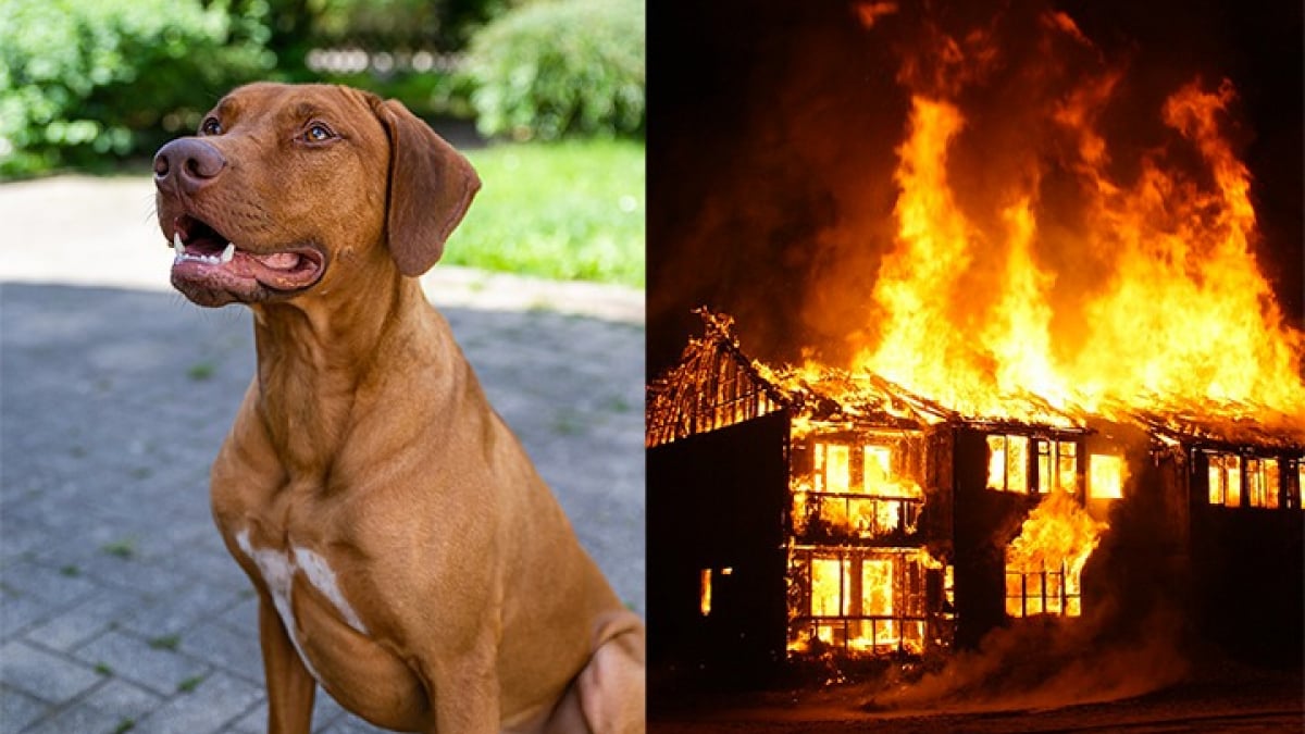 Illustration : "Un chien adopté en refuge rend la pareille à ses maîtres en les sauvant de l’incendie de leur maison"