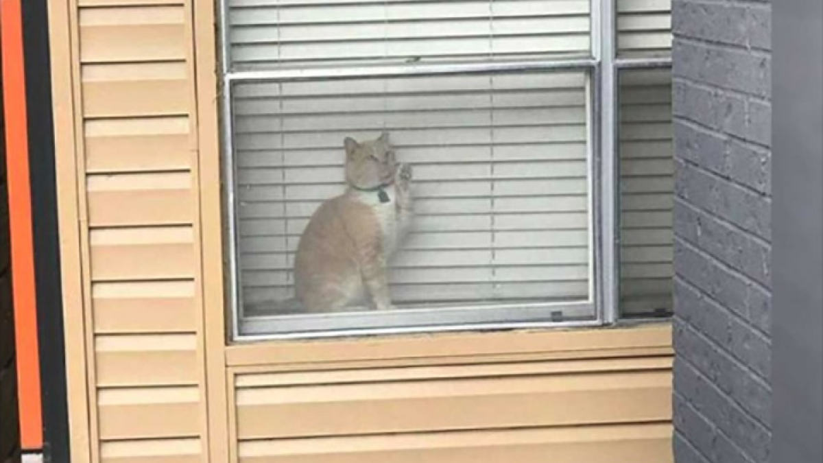 Illustration : "Cette femme cherche son chat partout durant des heures et le retrouve finalement enfermé chez un voisin (vidéo)"
