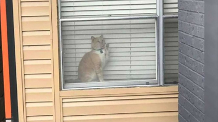 Illustration : Cette femme cherche son chat partout durant des heures et le retrouve finalement enfermé chez un voisin (vidéo)