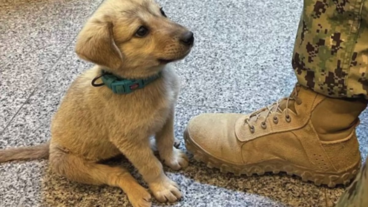 Illustration : "Un chiot errant frappe à la porte d’une base navale et rencontre son maître rêvé"