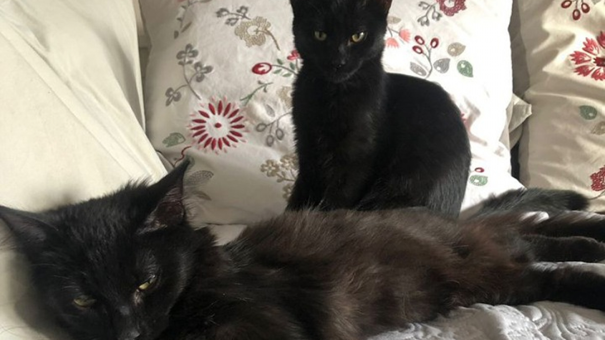 Illustration : "Un homme fait la surprise d’offrir 2 chatons à sa compagne qui n’était pas désireuse d’adopter : le duo abandonné en refuge"