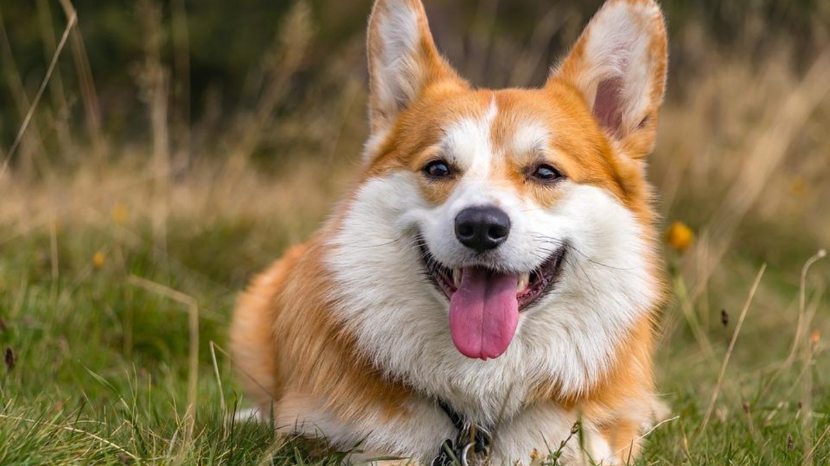 Illustration : "Décès de la reine Elisabeth II et regain de popularité pour le Corgi : attention aux dérives ! "