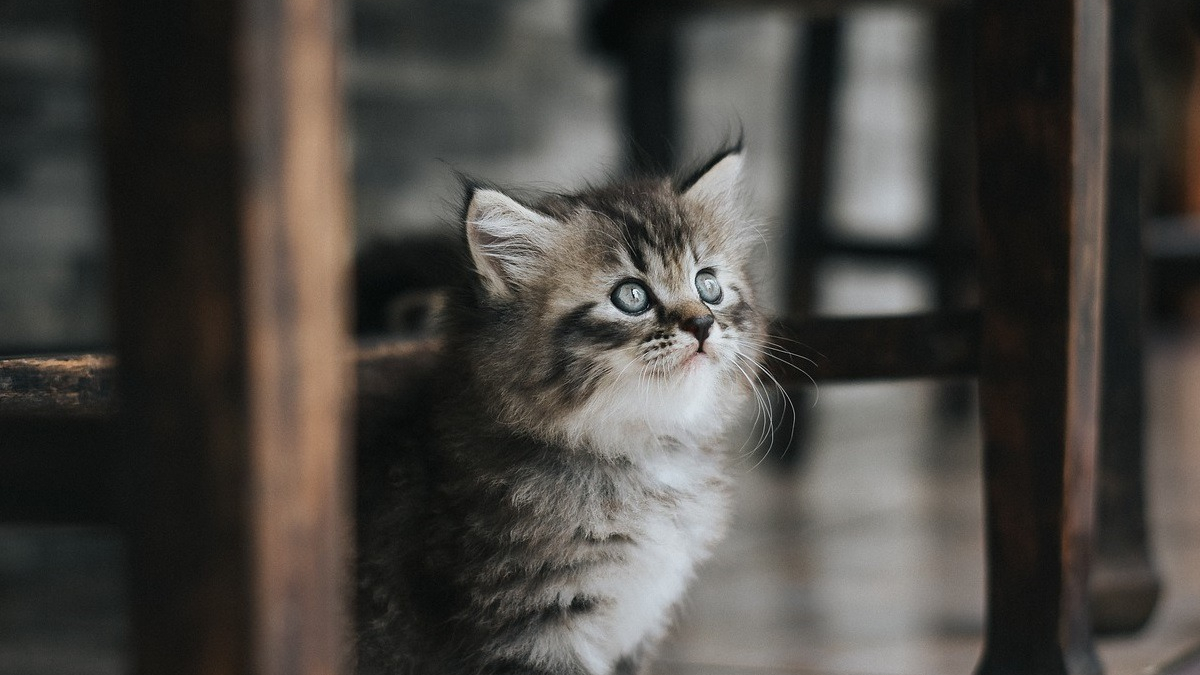 Illustration : "Un chaton se faufile dans le moteur d’une voiture et résiste à toutes les tentatives d’extraction, jusqu’à l’intervention des gendarmes"