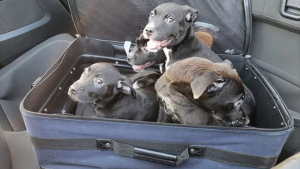 Illustration : 4 chiots abandonnés dans une valise au bord d’une route sont aujourd’hui à la recherche de leur foyer pour toujours