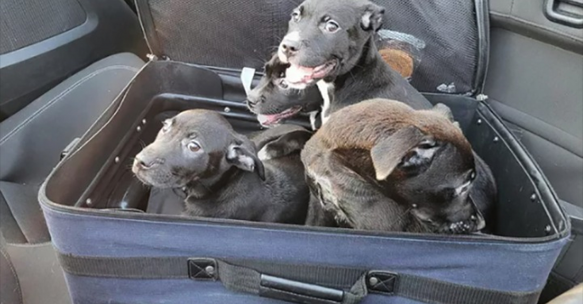 4 chiots abandonnés dans une valise au bord d'une route sont aujourd'hui à  la recherche de leur foyer pour toujours