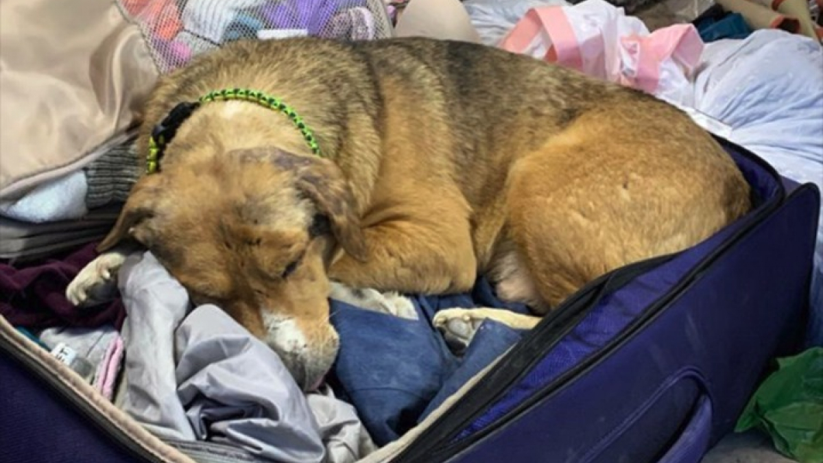 Illustration : "Un chien d’Ukraine qui avait perdu foi en l’humanité après avoir vécu la guerre se blottit dans la valise du vétérinaire venu à son secours"