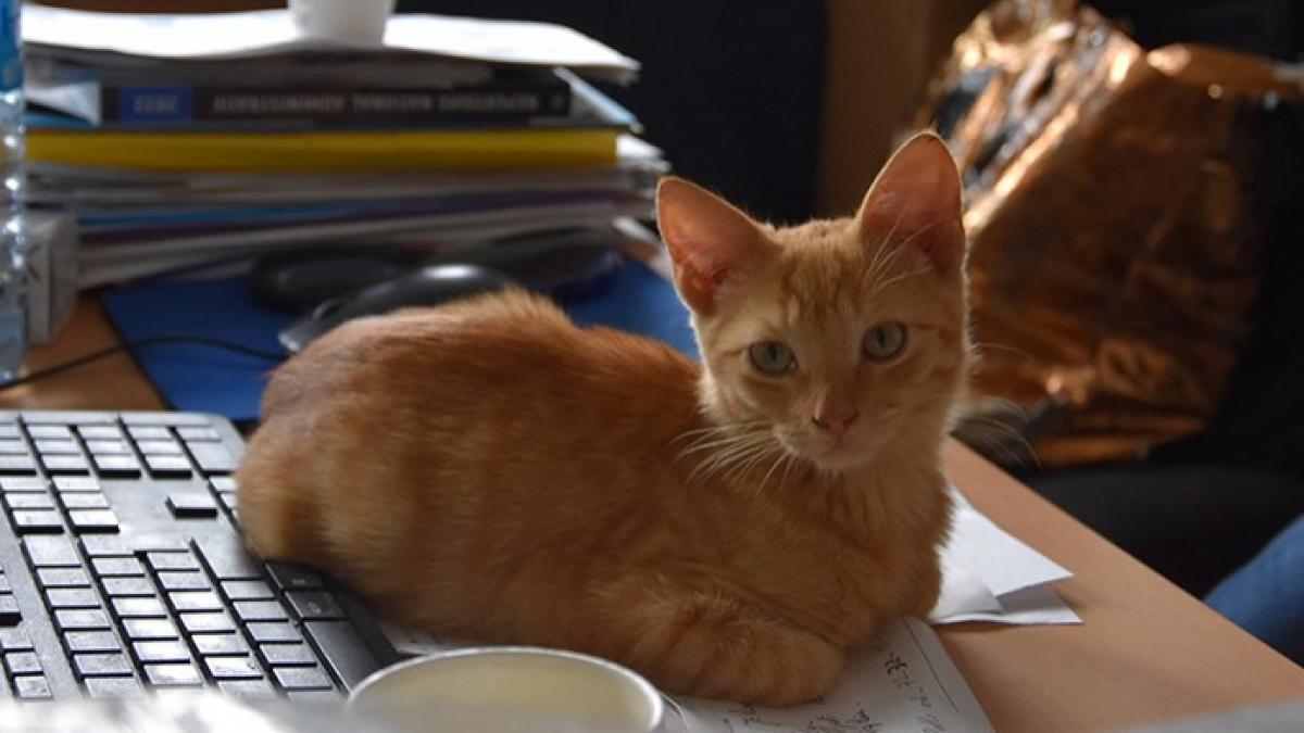 Illustration : "Le commissariat de police d’Agen adopte un chaton retrouvé errant dans les rues de la ville"