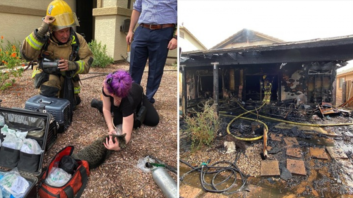 Illustration : "2 chats sauvés in extremis d’une maison en flammes par des pompiers valeureux"