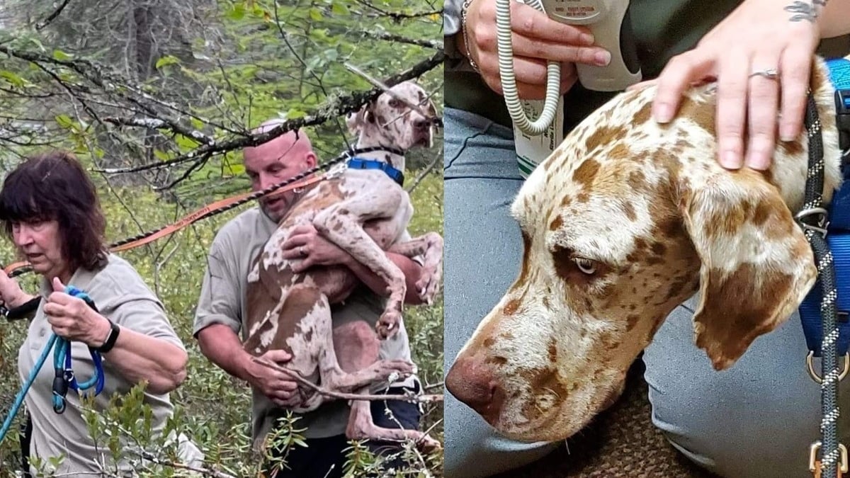 Illustration : "Des drones, cages et caméras déployés pour sauver une chienne bloquée sur un îlot depuis des semaines"