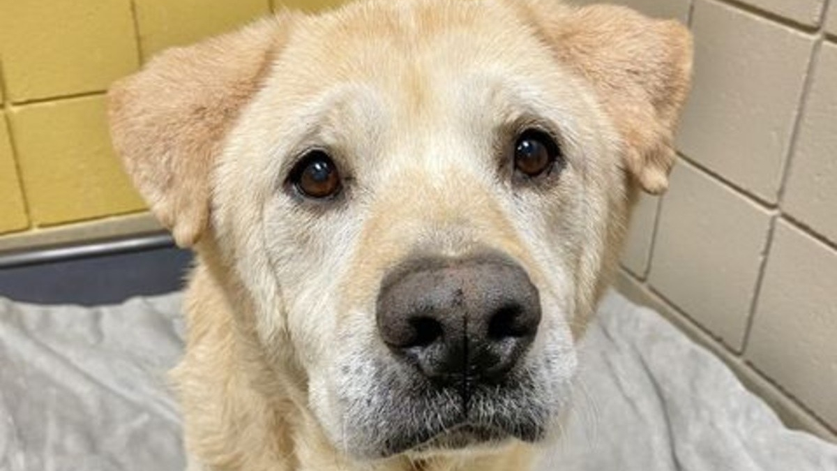 Illustration : "Un chien sénior et malade goûte à nouveau au bonheur après 7 adoptions ratées"