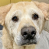 Illustration : Un chien sénior et malade goûte à nouveau au bonheur après 7 adoptions ratées