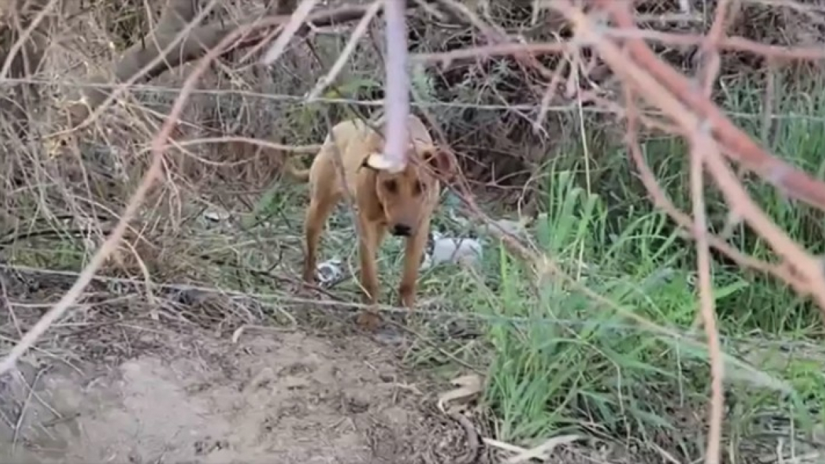 Illustration : "La vidéo émouvante du sauvetage de cette jeune chienne abandonnée au bord d’une route "