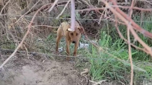 Illustration : "La vidéo émouvante du sauvetage de cette jeune chienne abandonnée au bord d’une route "