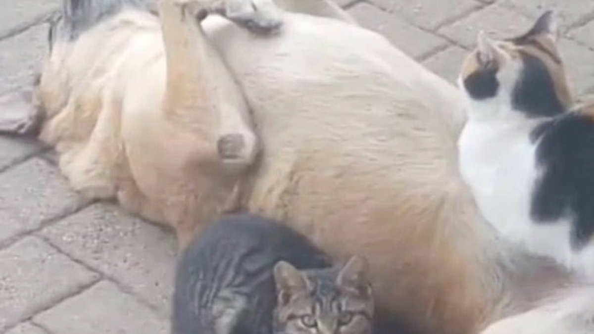 Illustration : "Un chat rencontre un chien errant dans la rue et décide d’en faire son meilleur ami (vidéo)"