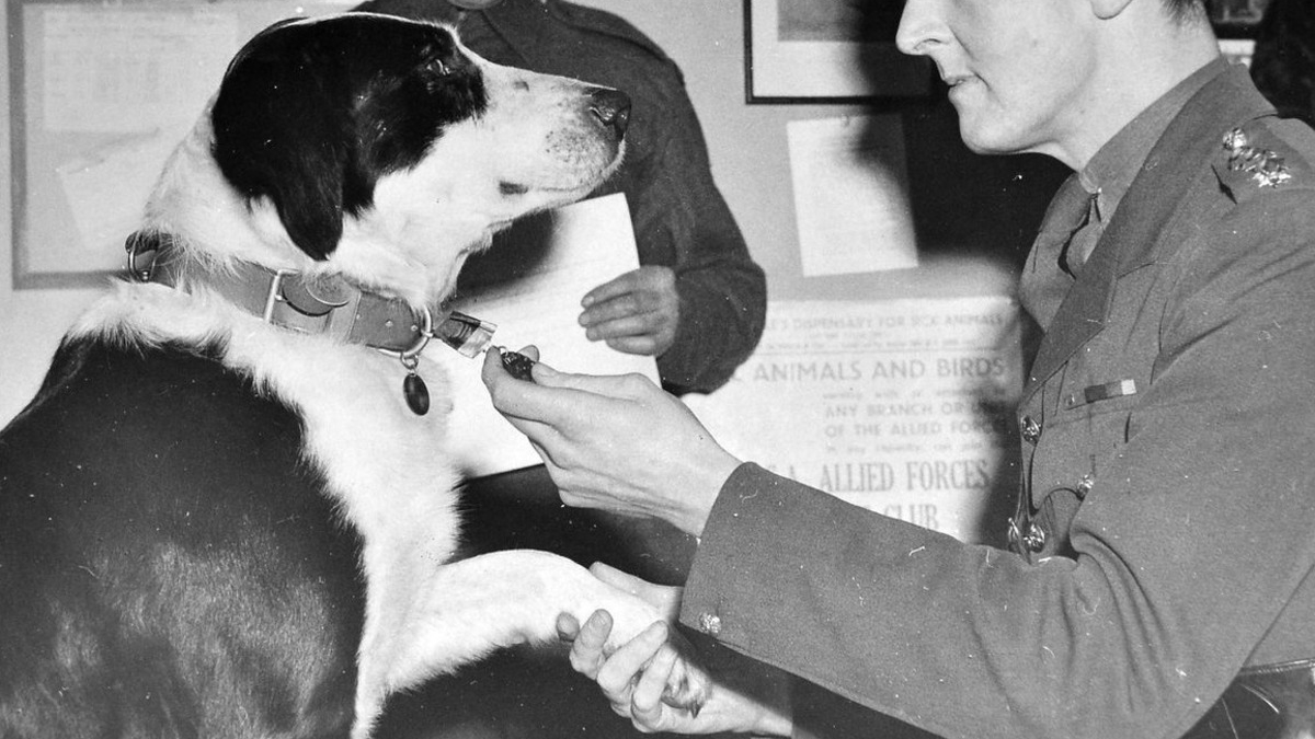 Illustration : "La médaille d’un chien héros de la 2e Guerre mondiale vendue aux enchères pour la bonne cause"