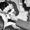 Illustration : La médaille d’un chien héros de la 2e Guerre mondiale vendue aux enchères pour la bonne cause
